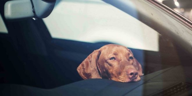Keep your dog cool in the car