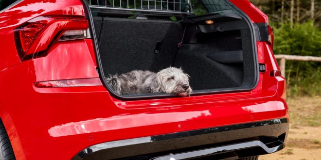 Dog owning drivers are not prioritising safety