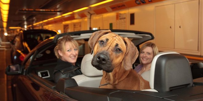 Record number of pets travelling on Le Shuttle