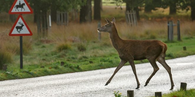 Watch out for deer as mating season approaches